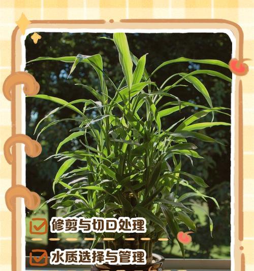 开运竹成长指南（打理开运竹的方法与技巧）-第2张图片-绿意生活