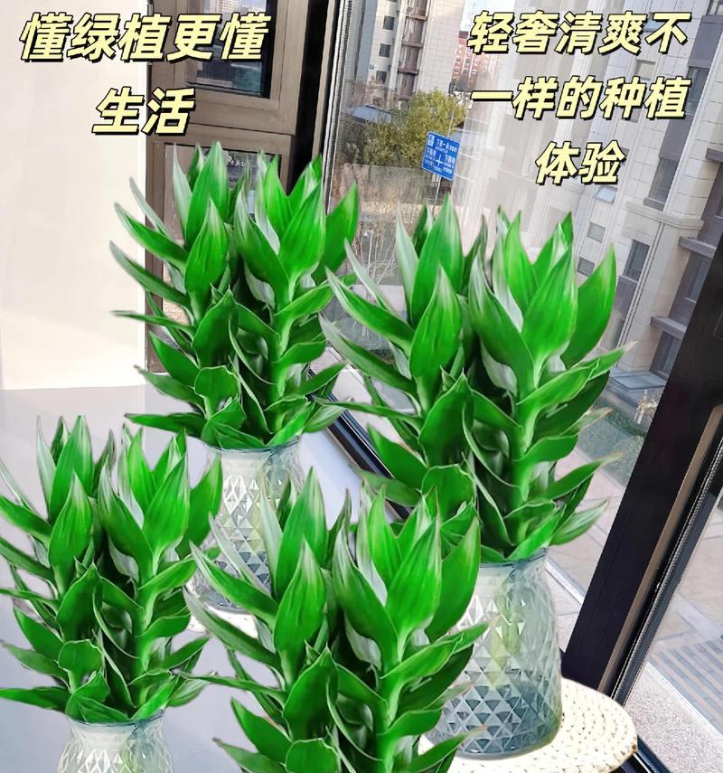 开运竹成长指南（打理开运竹的方法与技巧）-第3张图片-绿意生活