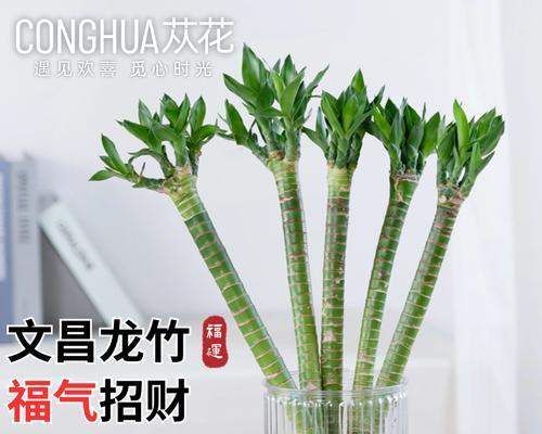开运竹成长指南（打理开运竹的方法与技巧）-第1张图片-绿意生活