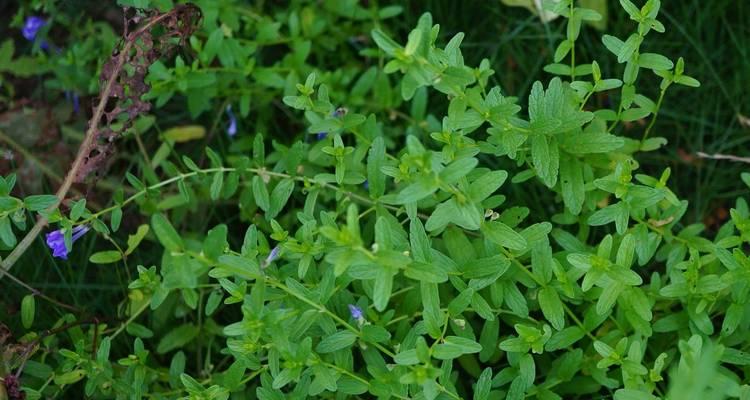 黄芩种植条件及适宜地区（探究黄芩种植所需环境条件，以及适合黄芩生长的区域特点）-第1张图片-绿意生活
