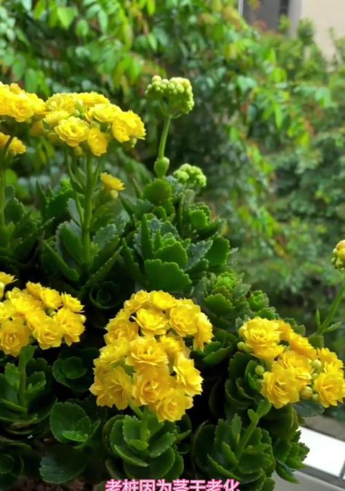 长寿花开花秘籍，轻松打造绚丽花海（探秘长寿花开花技巧，让花朵更美、更长久）-第2张图片-绿意生活
