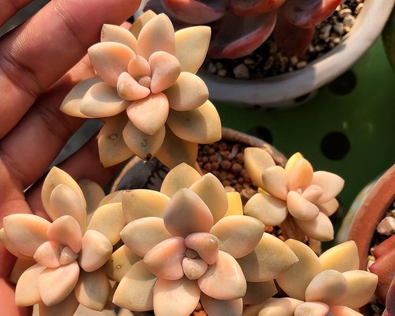 如何培育出多肉植物的锦上添花（探索多肉植物的颜色奇观和培育技巧）-第1张图片-绿意生活
