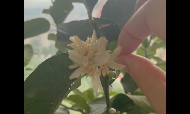 柠檬树开花的授粉方式（揭开柠檬树开花背后的授粉奥秘）-第2张图片-绿意生活