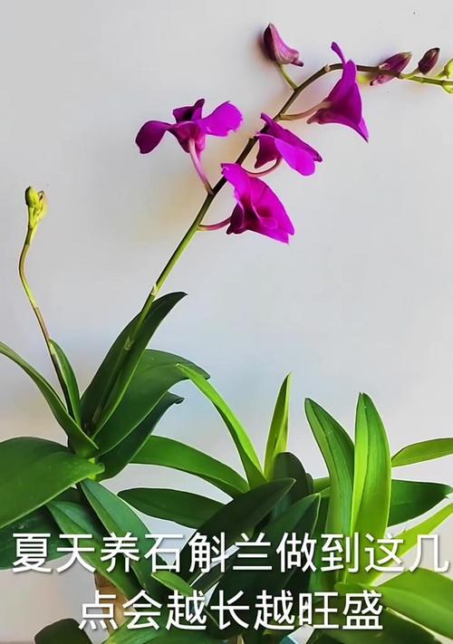 石斛的花期和生长环境（探秘石斛的生长条件及花期规律）-第1张图片-绿意生活