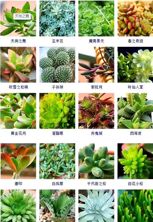 多肉金手指移植的步骤和技巧（打造繁茂的多肉植物园，让金手指变得更美丽）-第3张图片-绿意生活