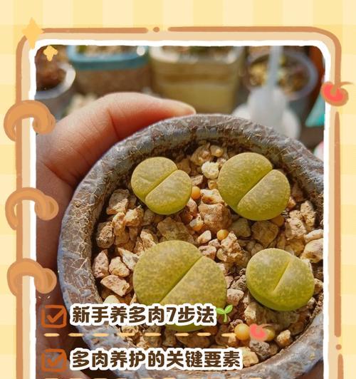 多肉金手指移植的步骤和技巧（打造繁茂的多肉植物园，让金手指变得更美丽）-第2张图片-绿意生活
