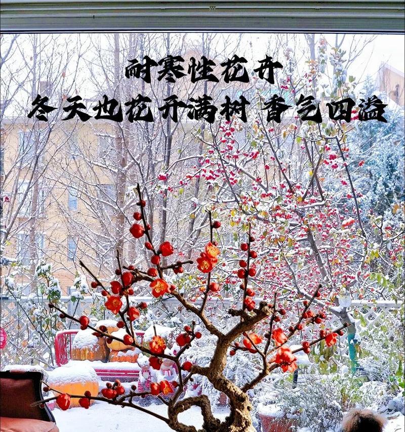盆栽梅花养护全攻略（从选购到养护，让你的梅花开出最美的花）-第1张图片-绿意生活