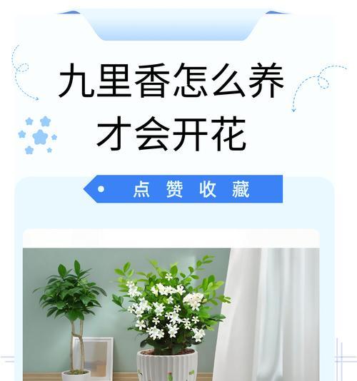 九里香盆栽的养殖方法和注意事项（打造美丽多肉盆景，分享九里香的养护技巧）-第1张图片-绿意生活