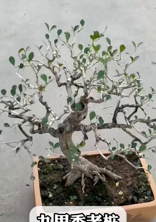 九里香盆栽的养殖方法和注意事项（打造美丽多肉盆景，分享九里香的养护技巧）-第3张图片-绿意生活