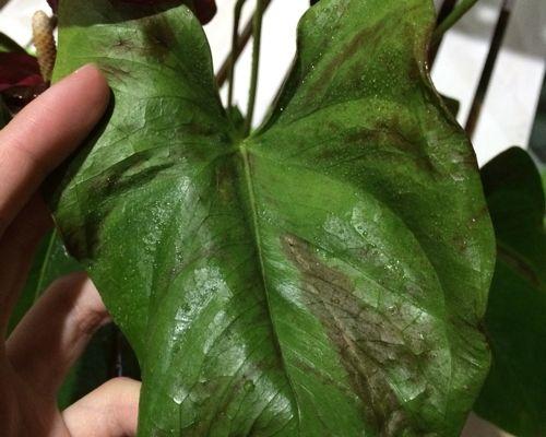红掌干枯的原因及预防方法（掌握养护技巧，让红掌常青）-第2张图片-绿意生活