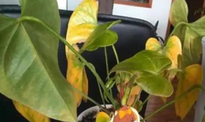 红掌干枯的原因及预防方法（掌握养护技巧，让红掌常青）-第3张图片-绿意生活