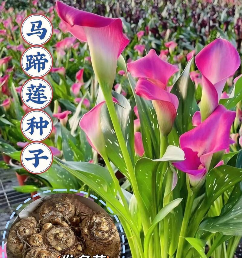 切花马蹄莲养护指南（打造盛放鲜花的秘密花园）-第2张图片-绿意生活