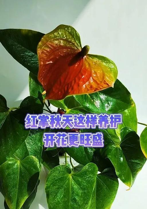 红掌冬天怎么养？（选择合适的肥料，让红掌在寒冷的冬季依然健康绽放）-第1张图片-绿意生活