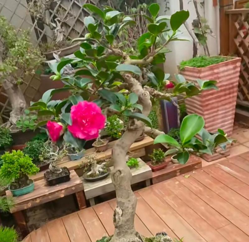 茶梅花蕾期青苔管理攻略（茶梅花蕾期青苔怎么办？灵活应对，轻松解决！）-第2张图片-绿意生活