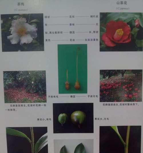 茶梅花蕾期青苔管理攻略（茶梅花蕾期青苔怎么办？灵活应对，轻松解决！）-第3张图片-绿意生活