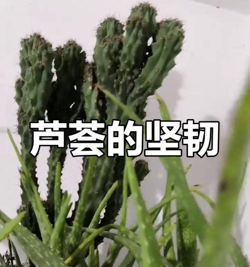 芦荟黄叶的原因和处理方法（探究芦荟叶片变黄的关键因素与解决方案）-第2张图片-绿意生活
