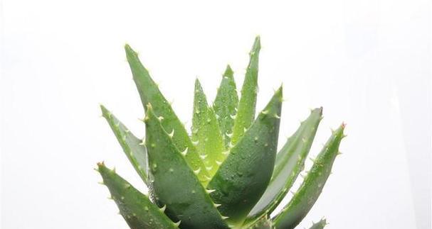 芦荟黄叶的原因和处理方法（探究芦荟叶片变黄的关键因素与解决方案）-第3张图片-绿意生活