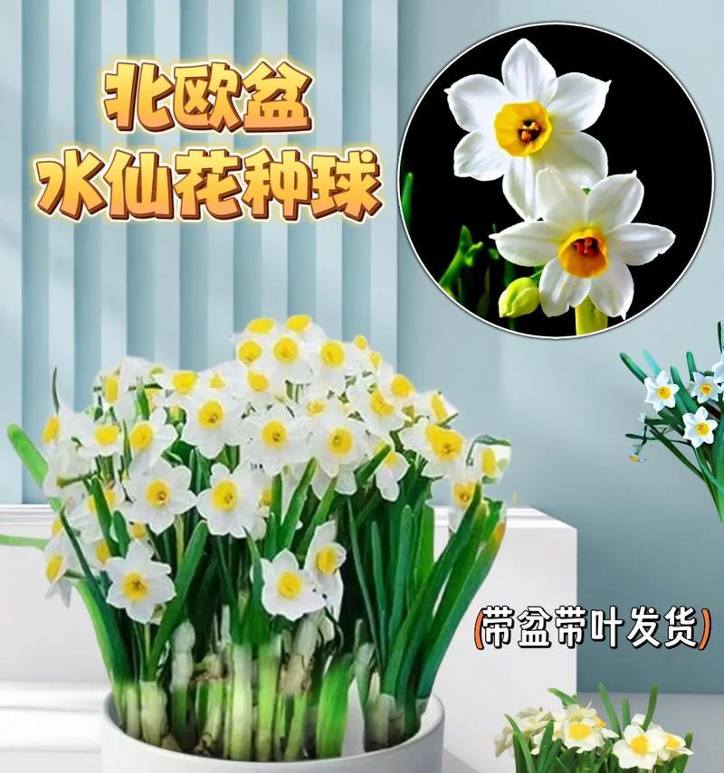 绘制简单又美丽的水仙花花盆画（用简洁线条勾勒出自然生动的水仙花种植场景）-第1张图片-绿意生活