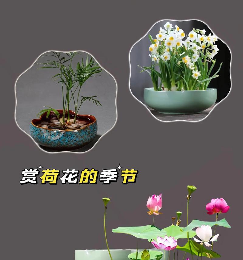 绘制简单又美丽的水仙花花盆画（用简洁线条勾勒出自然生动的水仙花种植场景）-第2张图片-绿意生活
