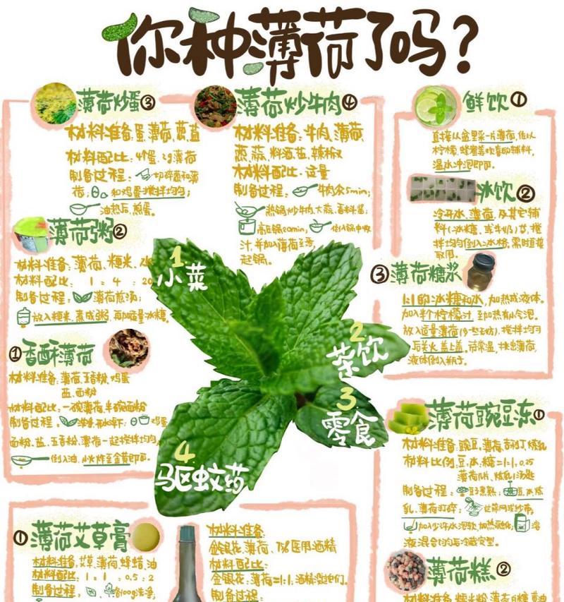 胡椒薄荷种植指南（学会种植胡椒薄荷的关键技巧）-第1张图片-绿意生活