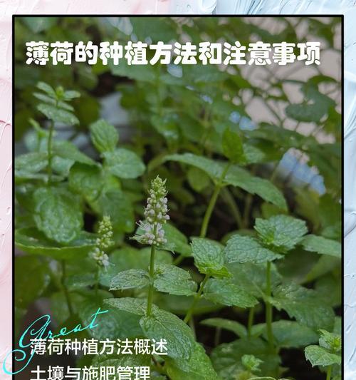 胡椒薄荷种植指南（学会种植胡椒薄荷的关键技巧）-第2张图片-绿意生活