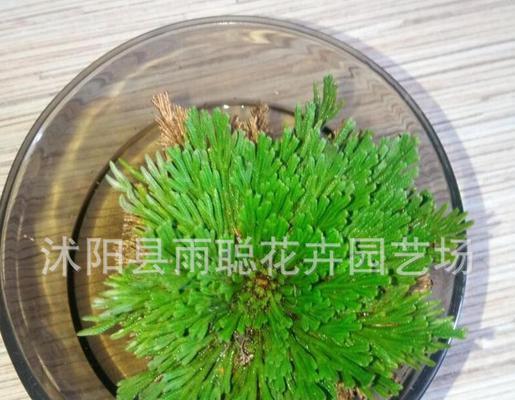 还魂草——神奇的自然草药（功效作用、食用方法及注意事项）-第1张图片-绿意生活