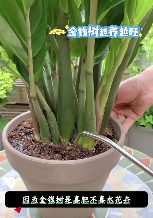 寒冬来临，金钱木叶子黄了怎么办？（寒冬养护秘籍解密，让金钱木恢复生机！）-第3张图片-绿意生活