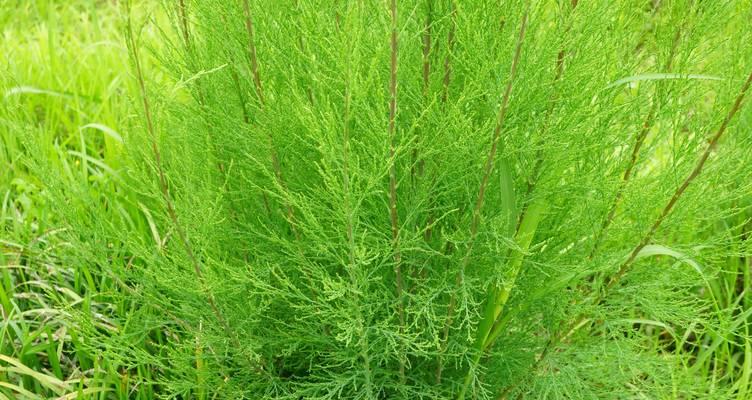 拯救下垂的植物（解决植物下垂问题的有效方法和技巧）-第3张图片-绿意生活