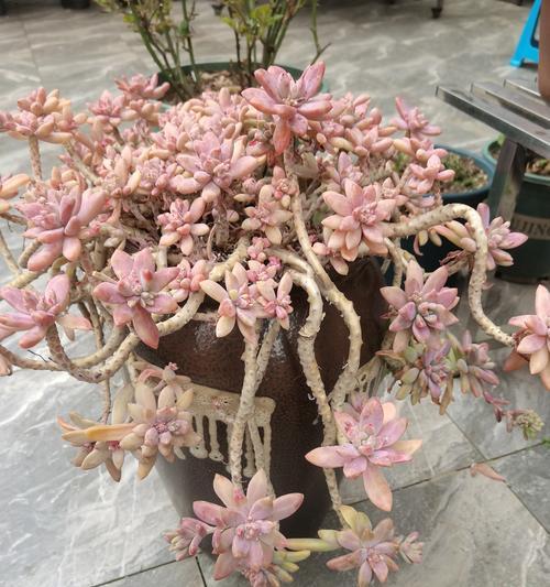 如何保护绿蔷薇多肉在寒冷冬天（科学养护，让绿蔷薇多肉安度严寒）-第2张图片-绿意生活