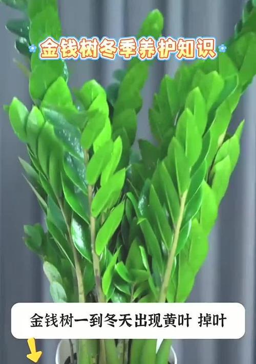 冬天如何繁殖金钱树（冬季金钱树繁殖技巧及注意事项）-第2张图片-绿意生活