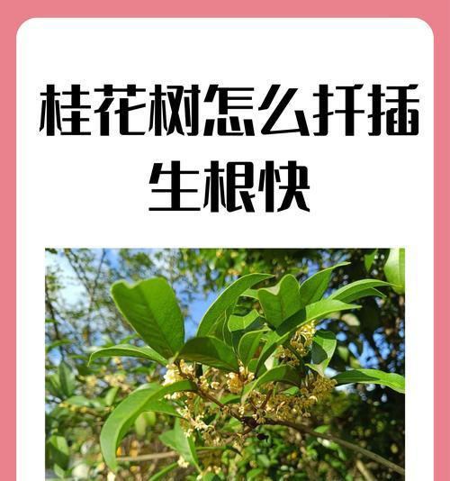 提高桂花树分枝的方法（培养桂花树丰富的树冠）-第2张图片-绿意生活