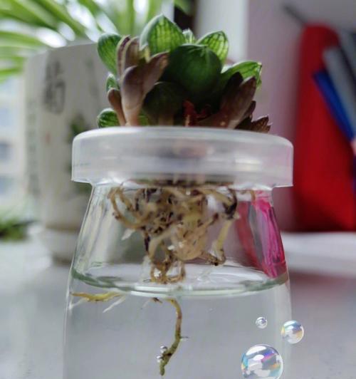 以水养仙人球，打造独特的绿植空间（室内养仙人球的关键步骤和注意事项）-第2张图片-绿意生活