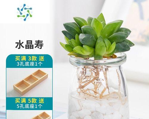 以水养仙人球，打造独特的绿植空间（室内养仙人球的关键步骤和注意事项）-第1张图片-绿意生活