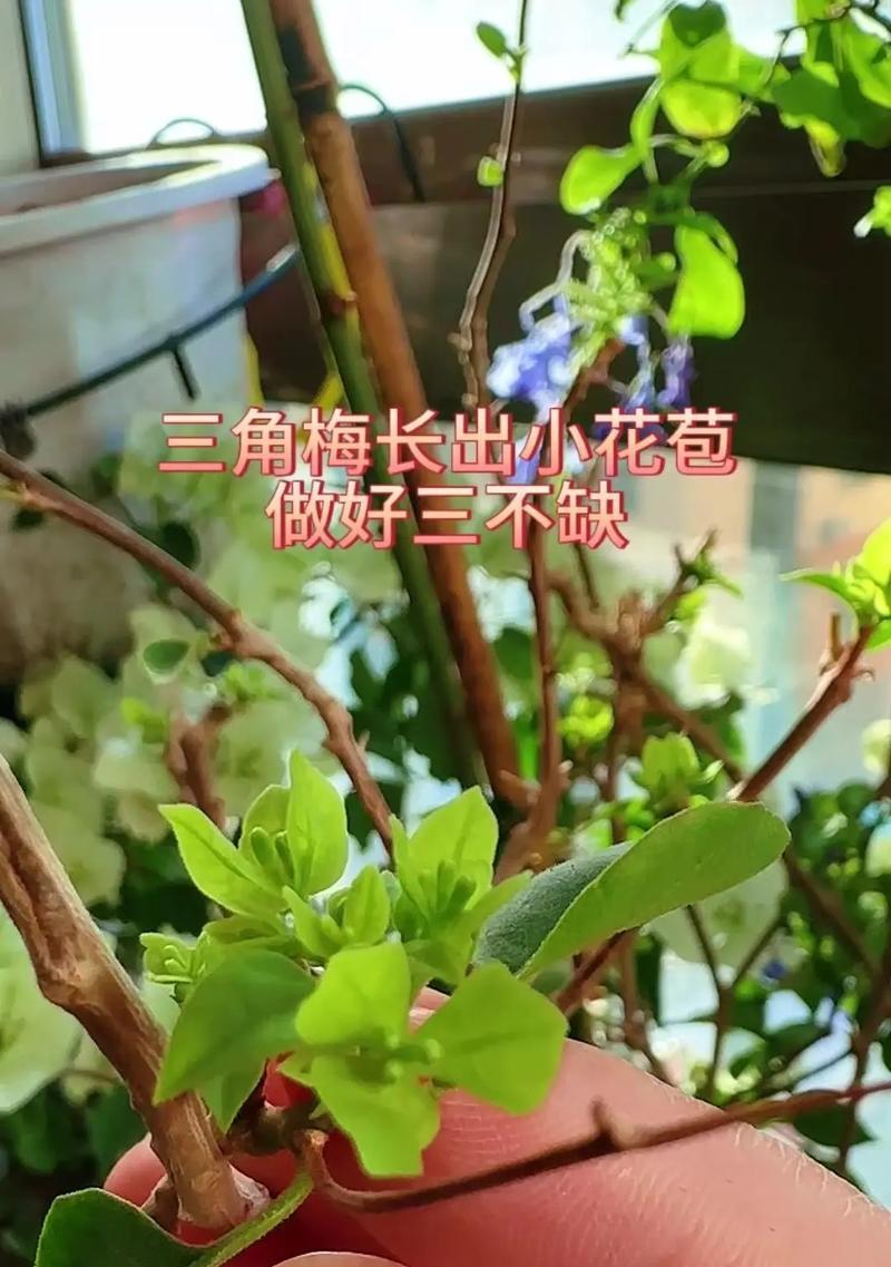 冬季养护三角梅的秘诀（为您揭秘冬天如何种植和照料三角梅）-第2张图片-绿意生活