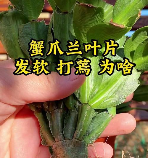 教你怎样拯救蔫萎的兰叶片（解决兰叶片枯萎问题的有效方法）-第1张图片-绿意生活