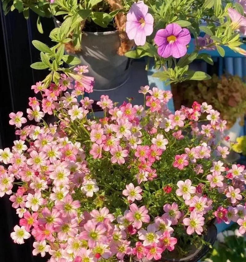虎耳草的养殖方法和注意事项（打造美丽花园，从虎耳草开始）-第2张图片-绿意生活