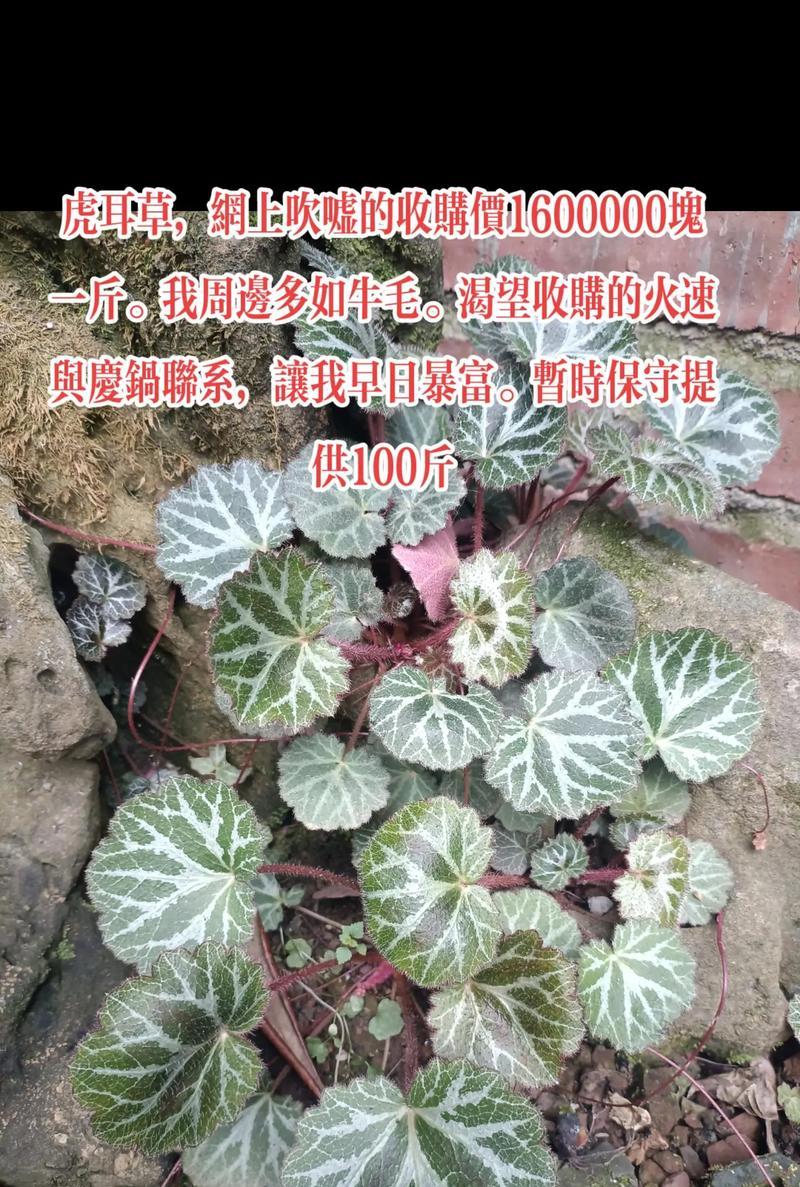 虎耳草的养殖方法和注意事项（打造美丽花园，从虎耳草开始）-第1张图片-绿意生活
