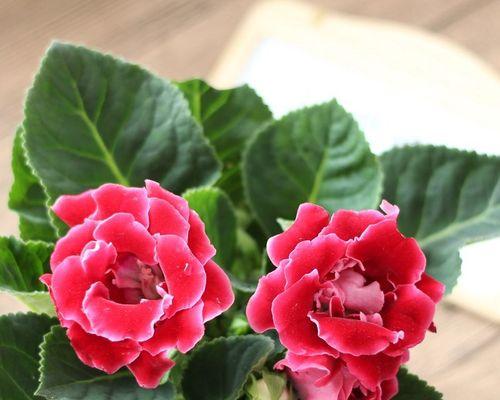 打造美丽花园的秘诀——如何栽植芙蓉花（芙蓉花栽培全攻略，让你的花园充满异域风情）-第3张图片-绿意生活
