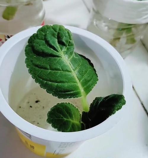 打造美丽花园的秘诀——如何栽植芙蓉花（芙蓉花栽培全攻略，让你的花园充满异域风情）-第2张图片-绿意生活