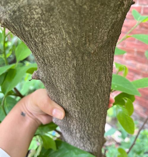 释迦果的生长周期与结果时间探析（探秘释迦几月开花几月结果种多少年才结果的奥秘）-第2张图片-绿意生活