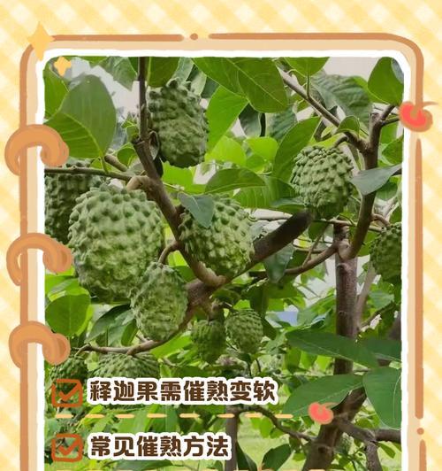 释迦果的生长周期与结果时间探析（探秘释迦几月开花几月结果种多少年才结果的奥秘）-第3张图片-绿意生活
