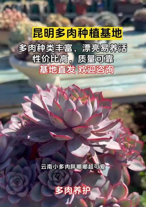 养育多肉植物的秘诀（打造健康多肉的关键方法）-第1张图片-绿意生活