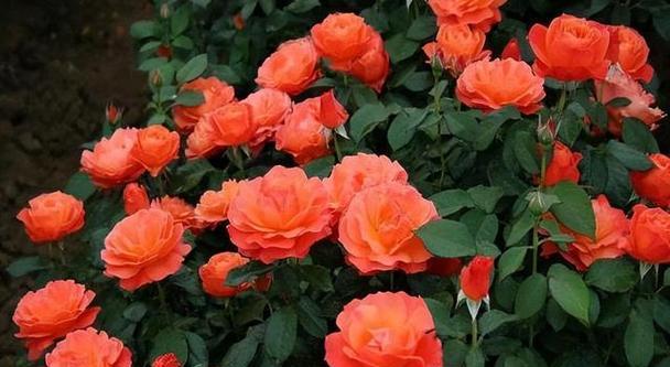 月季花养护秘籍（月季花怎样养护，才能让它常开常新）-第1张图片-绿意生活