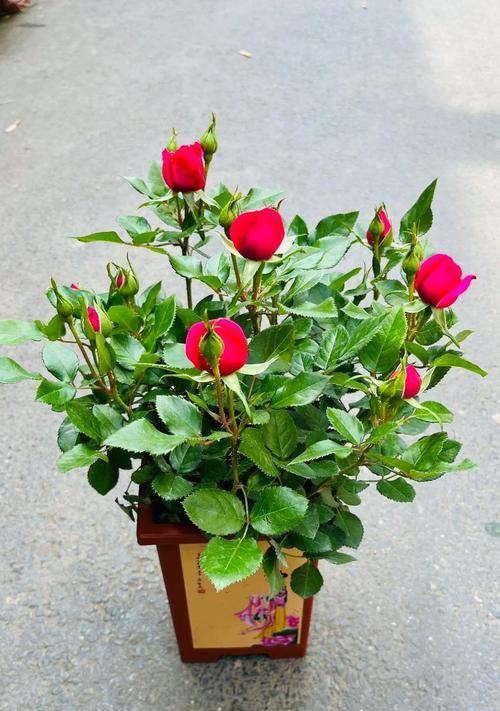 月季花养护秘籍（月季花怎样养护，才能让它常开常新）-第3张图片-绿意生活