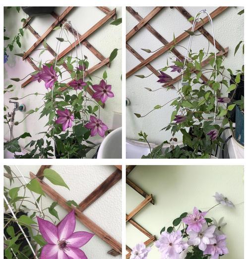 铁线莲土壤缺失，如何解决？（以种铁线莲没有土该怎么办？探索适宜替代土壤的方法和技巧。）-第2张图片-绿意生活