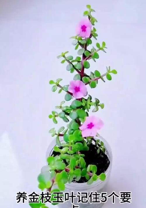 如何养护金枝玉叶，使其茂密生长（关键技巧，让你的金枝玉叶更加繁茂）-第3张图片-绿意生活