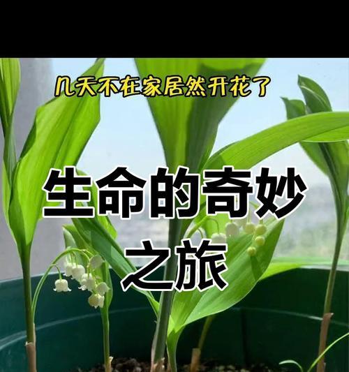 种子的奇妙变化（探索种子的生长过程及其关键因素）-第3张图片-绿意生活