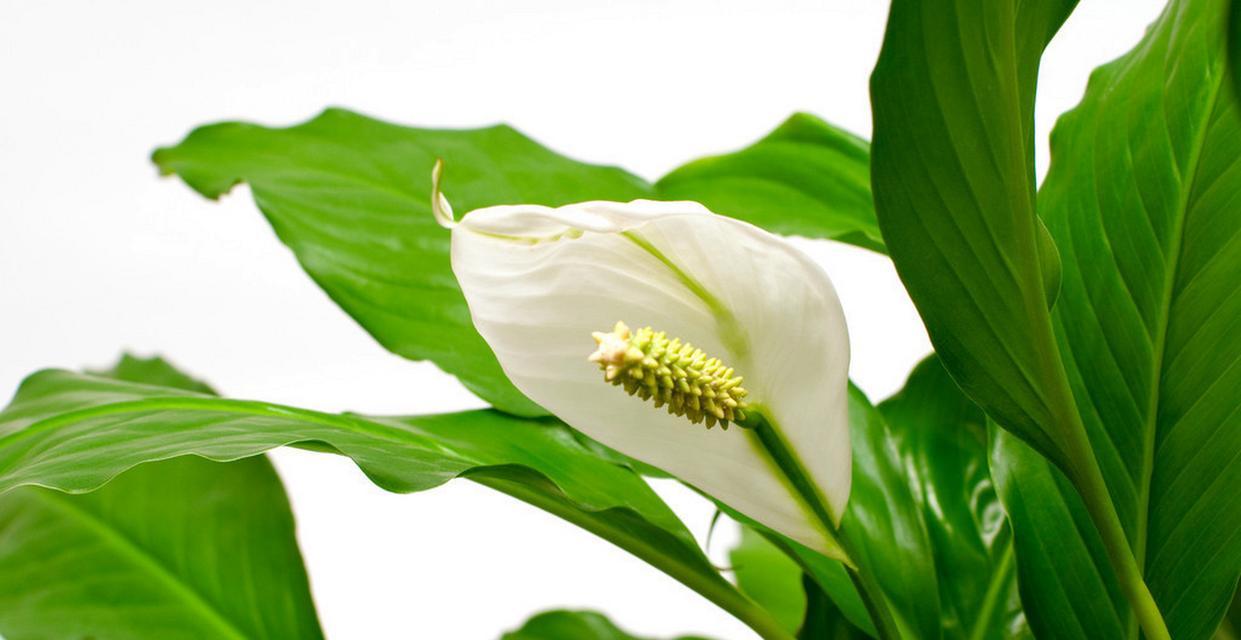 白掌在冬季不开花？掌握这些方法让它绽放吧！（教你如何应对白掌冬季不开花的问题，让你的植物充满生机）-第2张图片-绿意生活