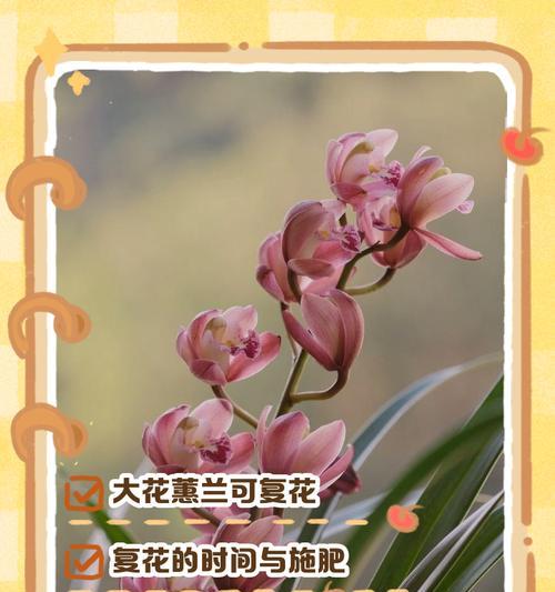 大花蕙兰的繁殖技巧（掌握关键步骤，轻松繁衍大花蕙兰之美）-第3张图片-绿意生活
