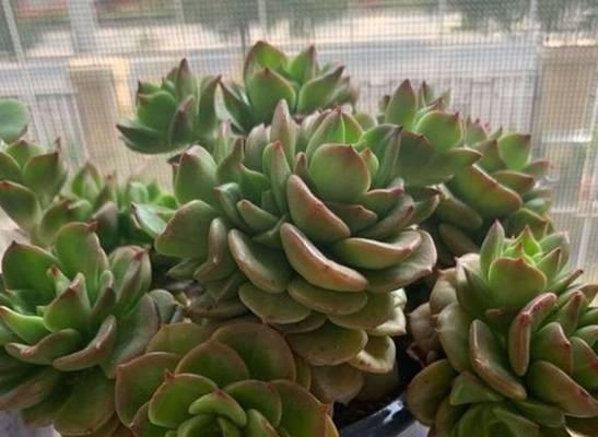 用花生壳来种植多肉（轻松打造绿色家园，花生壳也能变身小绿植）-第2张图片-绿意生活